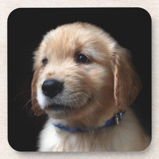 Cutest Baby Animals | Golden Retriever Puppy Beverage Coaster (Front)
