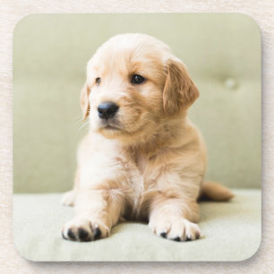 Cutest Baby Animals Golden Retriever Puppy Beverage Coaster