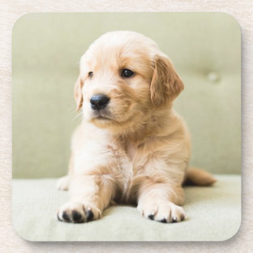 Cutest Baby Animals  Golden Retriever Puppy Beverage Coaster
