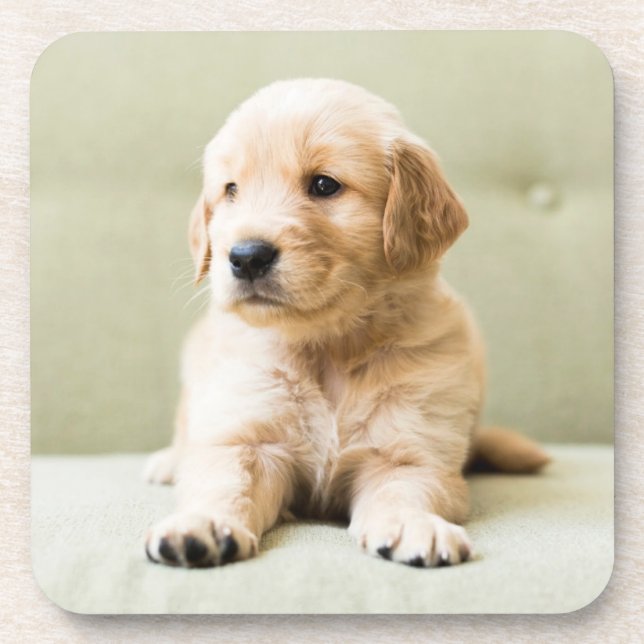 Cutest Baby Animals | Golden Retriever Puppy Beverage Coaster (Front)