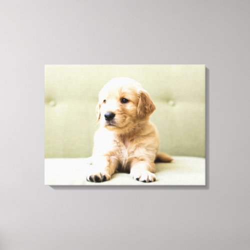 Cutest Baby Animals  Golden Retriever Puppy Canvas Print