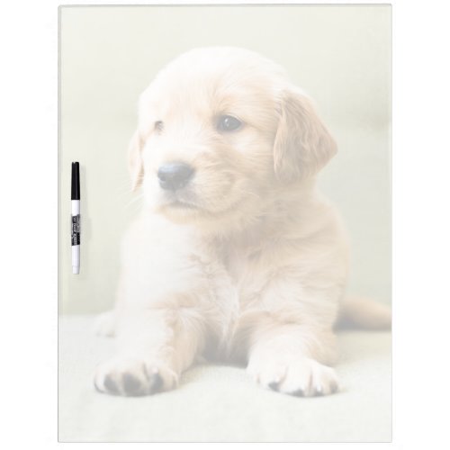 Cutest Baby Animals  Golden Retriever Puppy Dry Erase Board