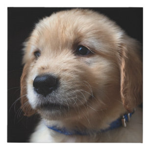 Cutest Baby Animals   Golden Retriever Puppy Faux Canvas Print