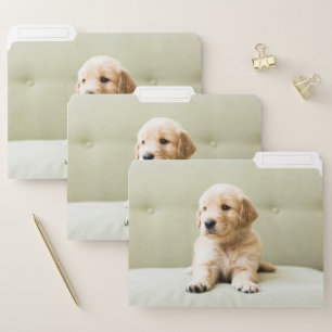 Cutest Baby Animals   Golden Retriever Puppy File Folder