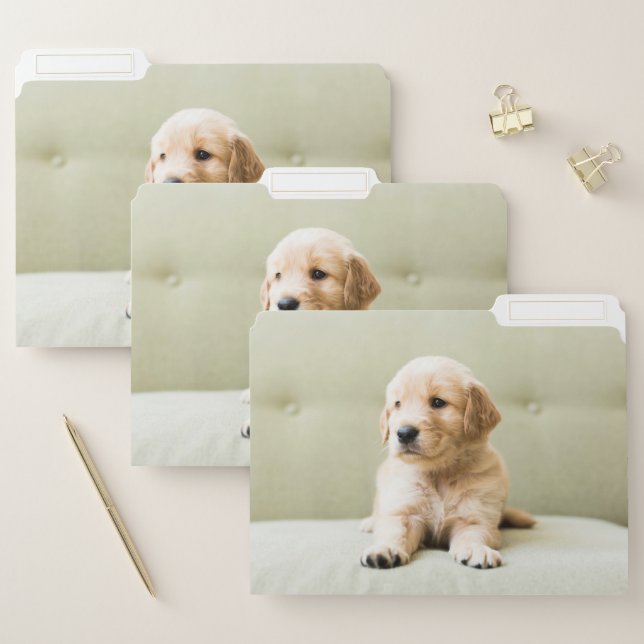 Cutest Baby Animals | Golden Retriever Puppy File Folder (Set)