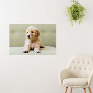 Cutest Baby Animals Golden Retriever Puppy Foam Board