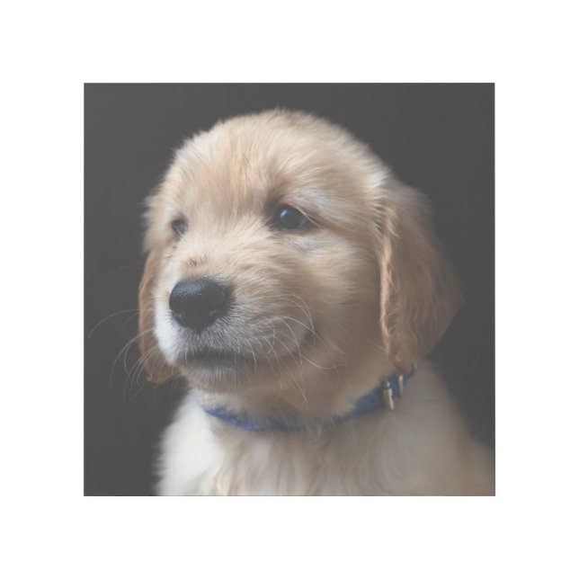 Cutest Baby Animals | Golden Retriever Puppy Gallery Wrap (Front)