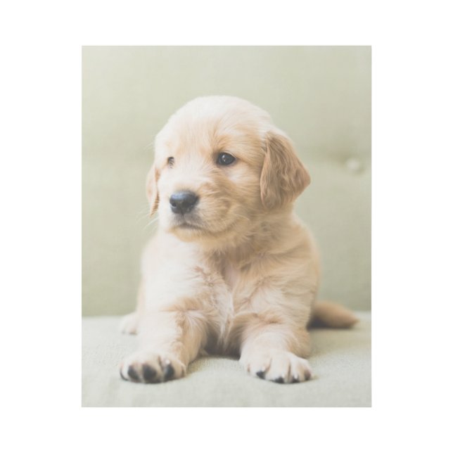 Cutest Baby Animals | Golden Retriever Puppy Gallery Wrap (Front)