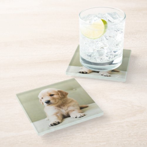 Cutest Baby Animals  Golden Retriever Puppy Glass Coaster