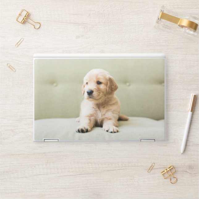 Cutest Baby Animals | Golden Retriever Puppy HP Laptop Skin (Desk)