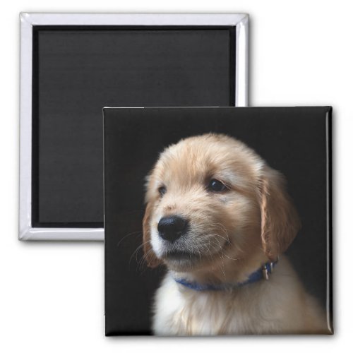 Cutest Baby Animals  Golden Retriever Puppy Magnet