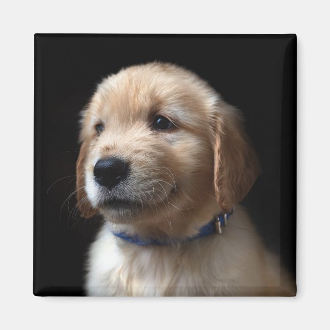 Cutest Baby Animals | Golden Retriever Puppy Magnet (Front)
