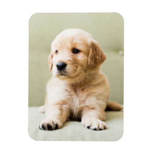 Cutest Baby Animals  Golden Retriever Puppy Magnet