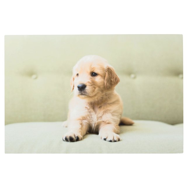 Cutest Baby Animals | Golden Retriever Puppy Metal Print (Front)