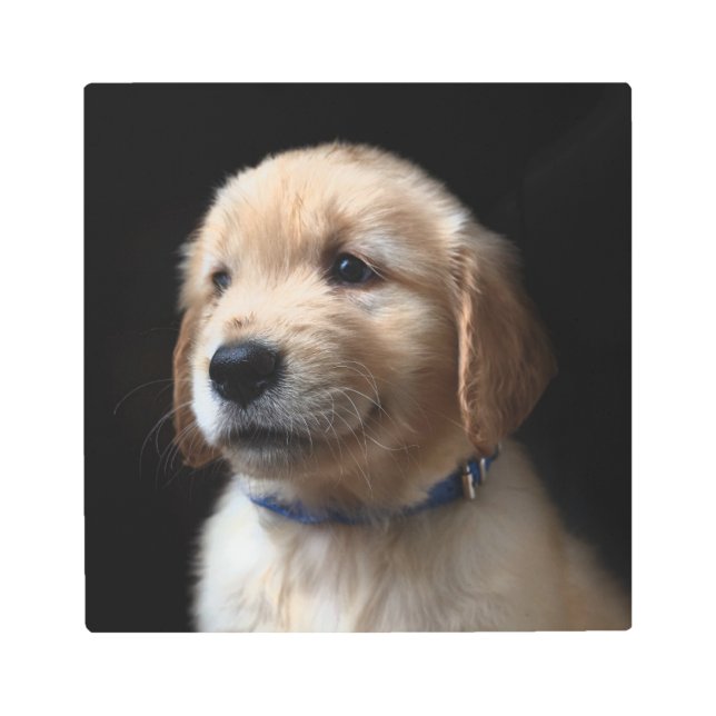 Cutest Baby Animals | Golden Retriever Puppy Metal Print (Front)