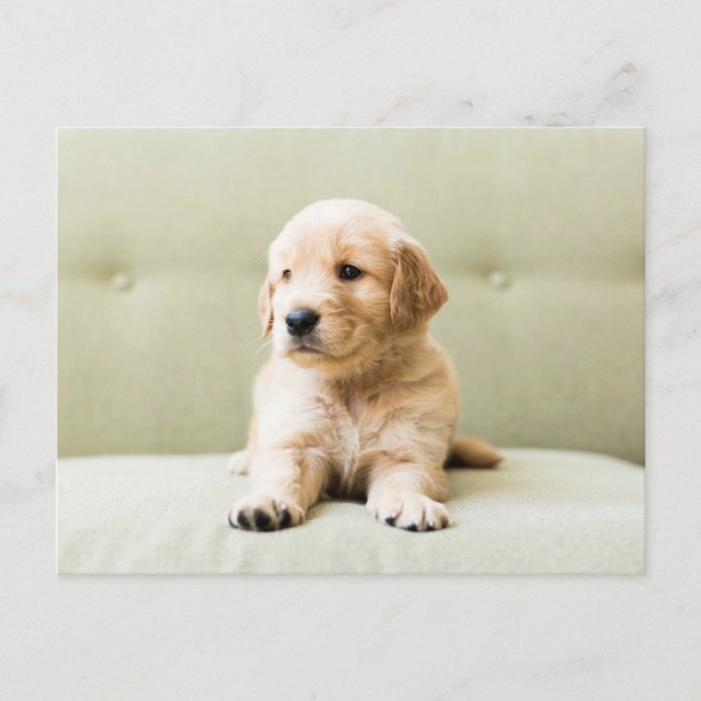 Cutest Baby Animals | Golden Retriever Puppy Postcard (Front)