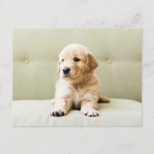 Cutest Baby Animals Golden Retriever Puppy Postcard