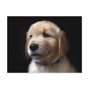 Cutest Baby Animals | Golden Retriever Puppy Postcard
