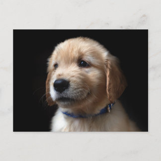 Cutest Baby Animals | Golden Retriever Puppy Postcard