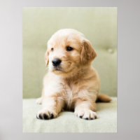 Cutest Baby Animals | Golden Retriever Puppy
