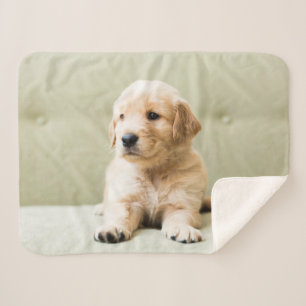 Cutest Baby Animals   Golden Retriever Puppy Sherpa Blanket