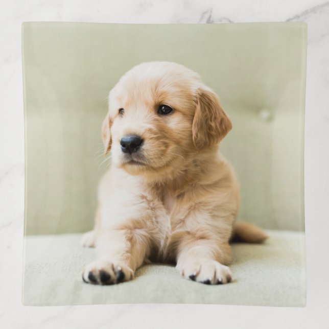 Cutest Baby Animals | Golden Retriever Puppy Trinket Tray (Front)