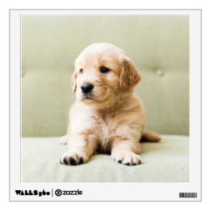 Cutest Baby Animals Golden Retriever Puppy Wall Decal
