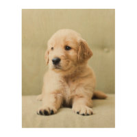 Cutest Baby Animals | Golden Retriever Puppy