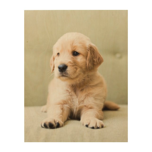 Cutest Baby Animals | Golden Retriever Puppy Wood Wall Art (Front)