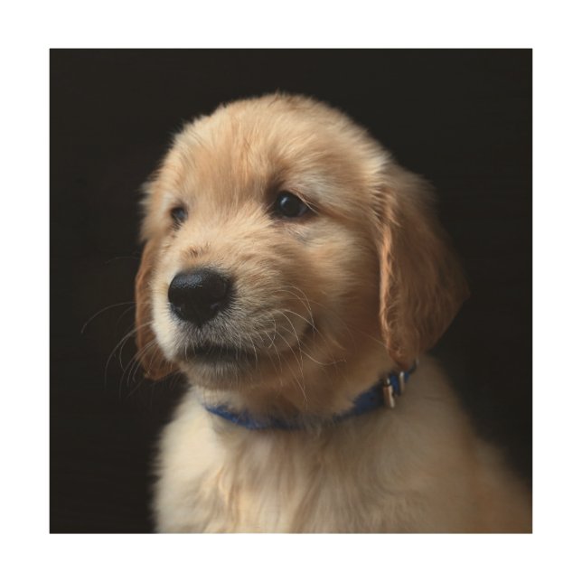 Cutest Baby Animals | Golden Retriever Puppy Wood Wall Art (Front)