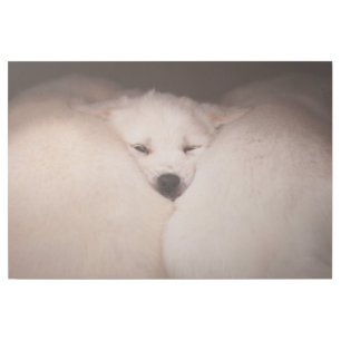 Cutest Baby Animals   Golden Retriever Snuggle Gallery Wrap