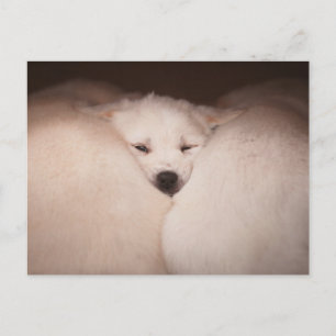 Cutest Baby Animals Golden Retriever Snuggle Postcard