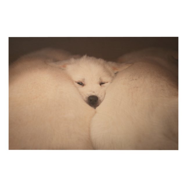 Cutest Baby Animals | Golden Retriever Snuggle Wood Wall Art (Front)
