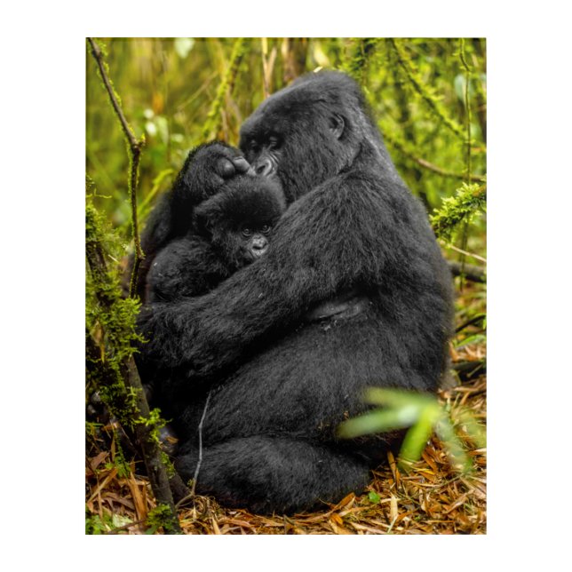 Cutest Baby Animals | Gorilla & Baby Acrylic Print (Front)