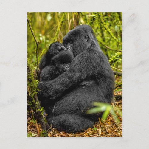 Cutest Baby Animals  Gorilla  Baby Postcard