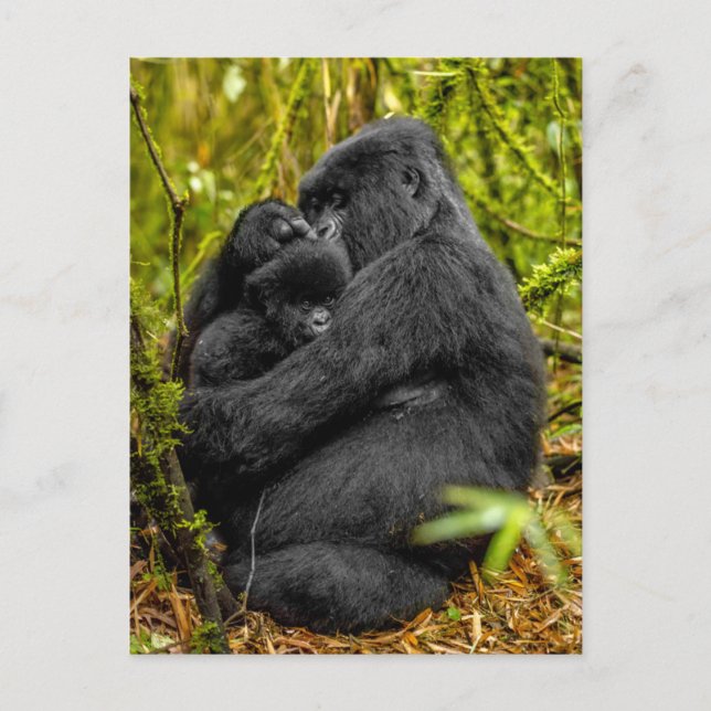 Cutest Baby Animals | Gorilla & Baby Postcard (Front)
