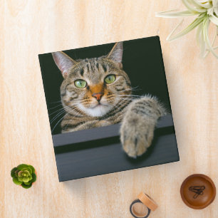 Cutest Baby Animals   Gray Tabby Cat Face 3 Ring Binder