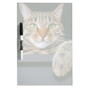 Cutest Baby Animals   Gray Tabby Cat Face Dry Erase Board
