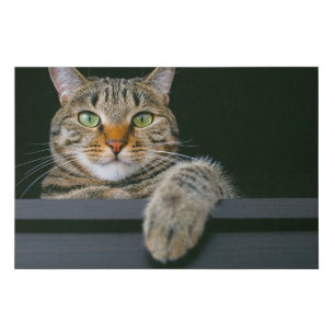 Cutest Baby Animals Gray Tabby Cat Face Faux Canvas Print