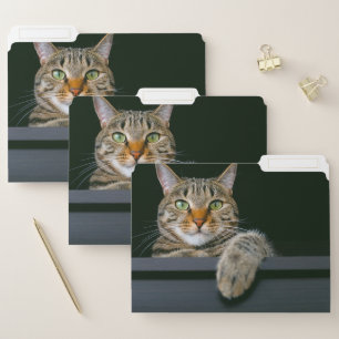Cutest Baby Animals   Gray Tabby Cat Face File Folder