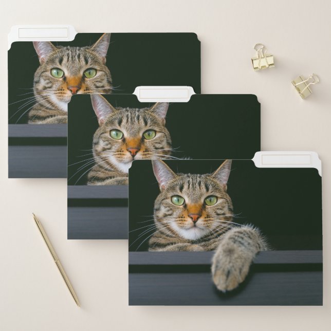 Cutest Baby Animals | Gray Tabby Cat Face File Folder (Set)
