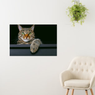 Cutest Baby Animals Gray Tabby Cat Face Foam Board