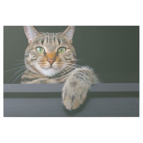 Cutest Baby Animals  Gray Tabby Cat Face Gallery Wrap