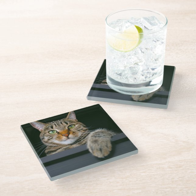 Cutest Baby Animals | Gray Tabby Cat Face Glass Coaster (Angled)