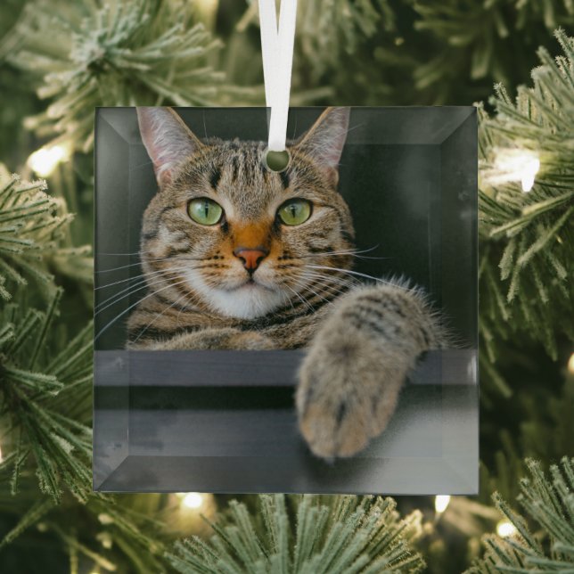 Cutest Baby Animals | Gray Tabby Cat Face Glass Ornament (Insitu)