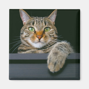 Cutest Baby Animals Gray Tabby Cat Face Magnet