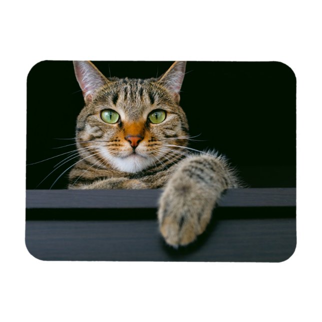 Cutest Baby Animals | Gray Tabby Cat Face Magnet (Horizontal)