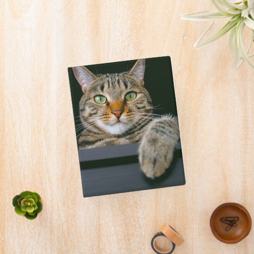 Cutest Baby Animals  Gray Tabby Cat Face Mini Binder