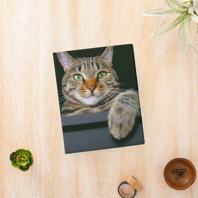 Cutest Baby Animals | Gray Tabby Cat Face Mini Binder (InSitu)