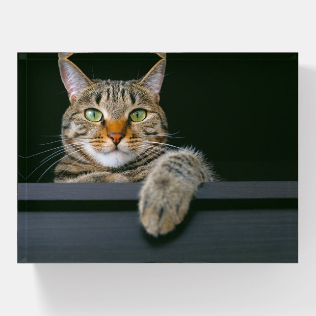 Cutest Baby Animals | Gray Tabby Cat Face Paperweight (Front)